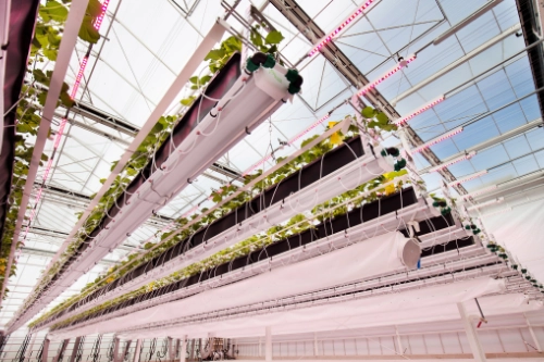 greenhouse-auxillary-mainmenu